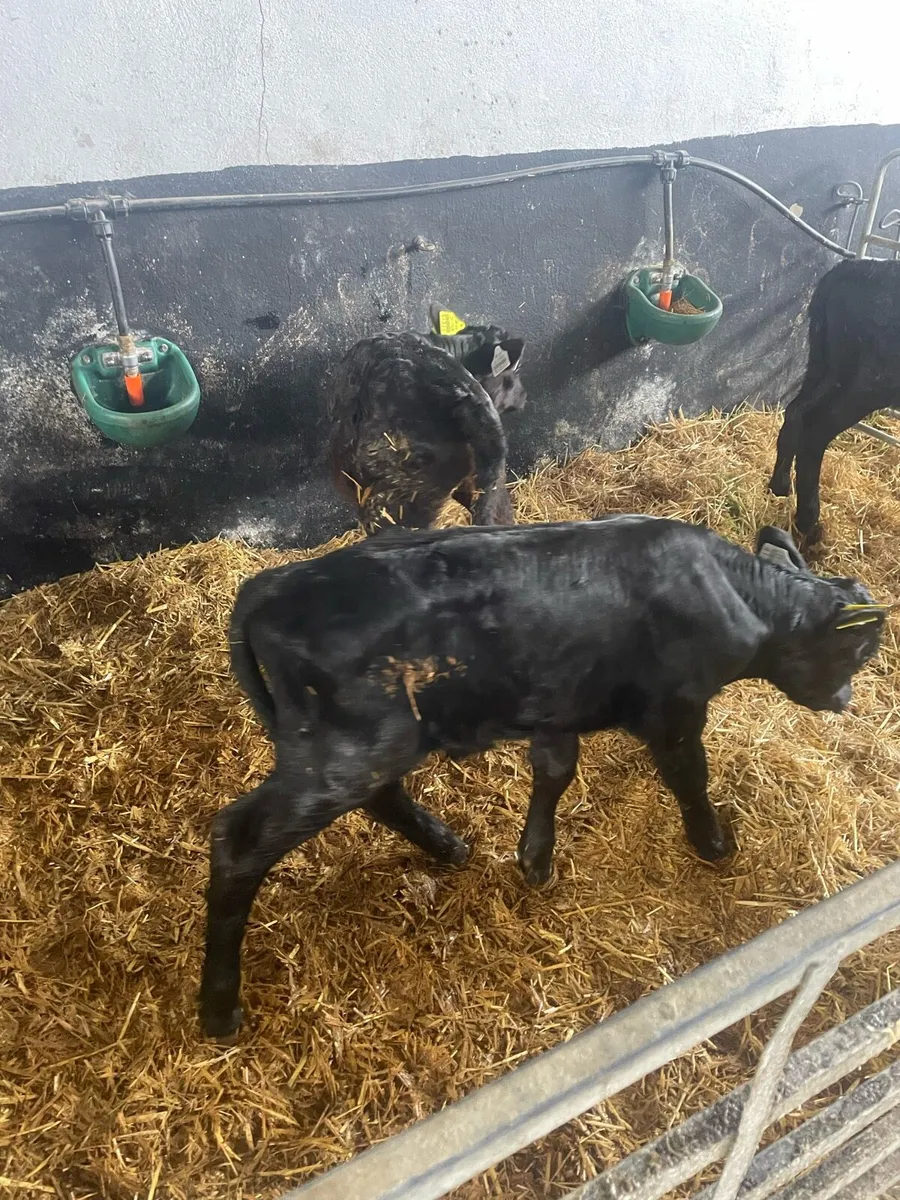 Whitehead and Angus calves - Image 4