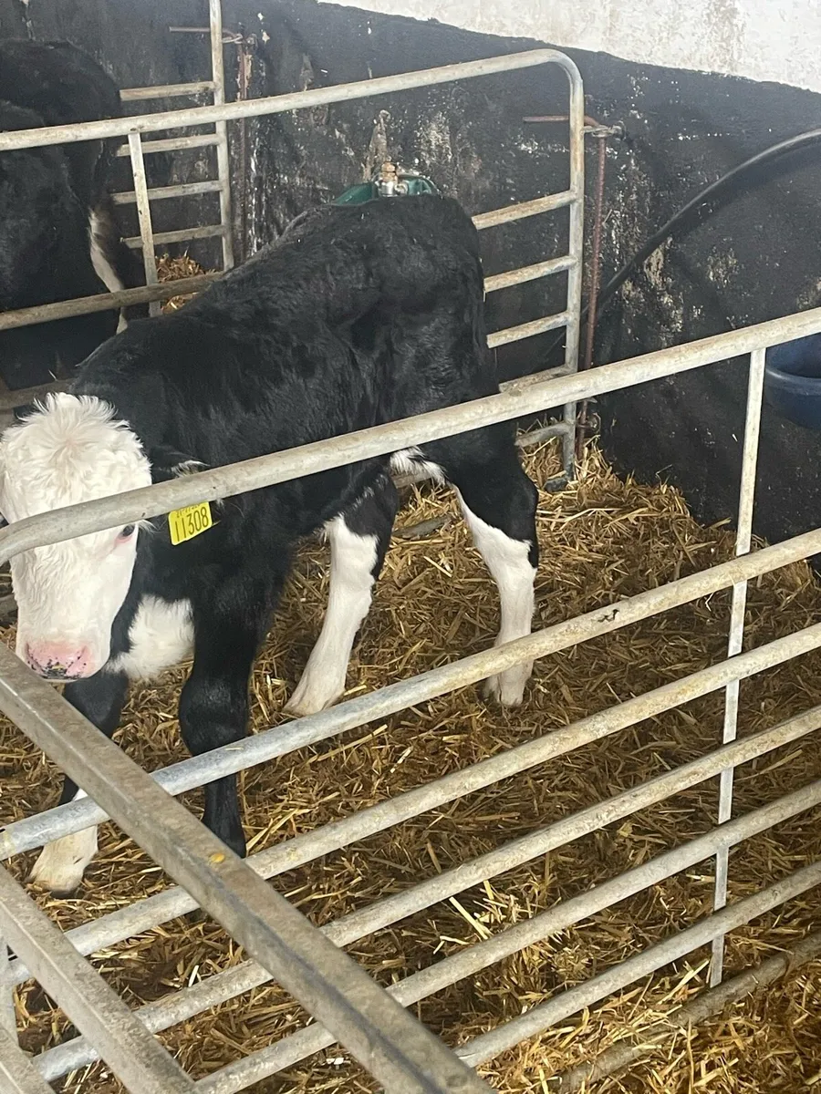 Whitehead and Angus calves - Image 3