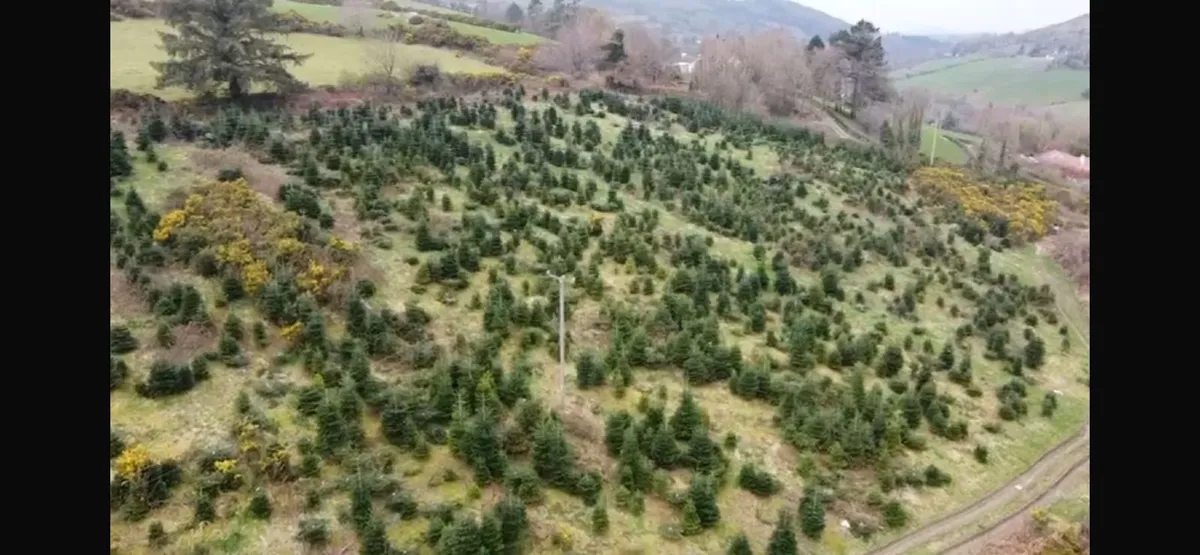 Christmas trees to maintain and harvest - Image 2