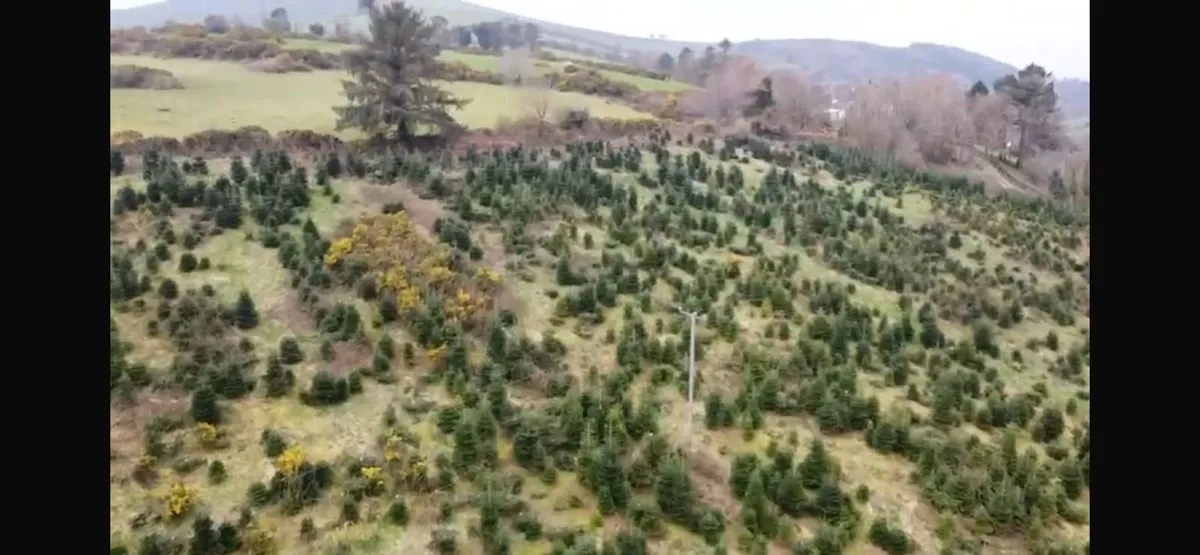 Christmas trees to maintain and harvest - Image 3