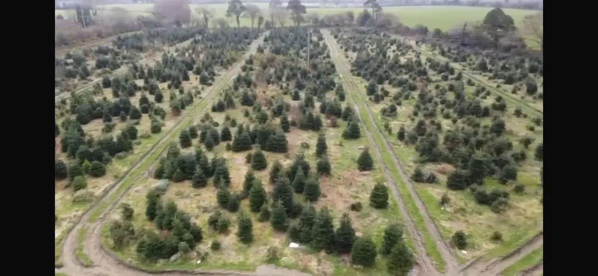 Christmas trees to maintain and harvest - Image 1