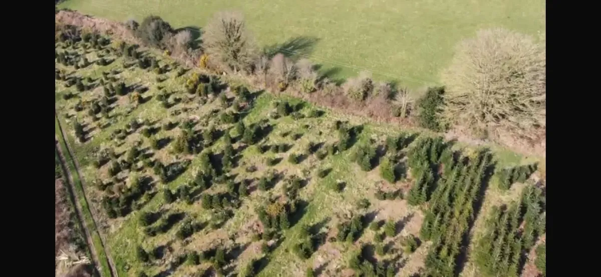 Christmas trees to maintain and harvest - Image 4