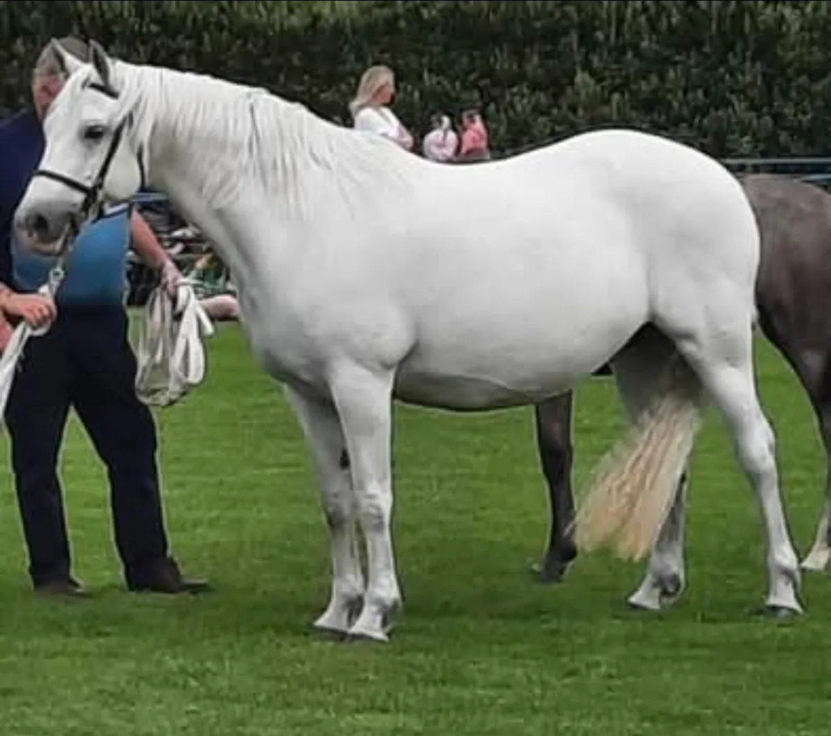 Reg Connemara Mare  and Colt Foal - Image 1