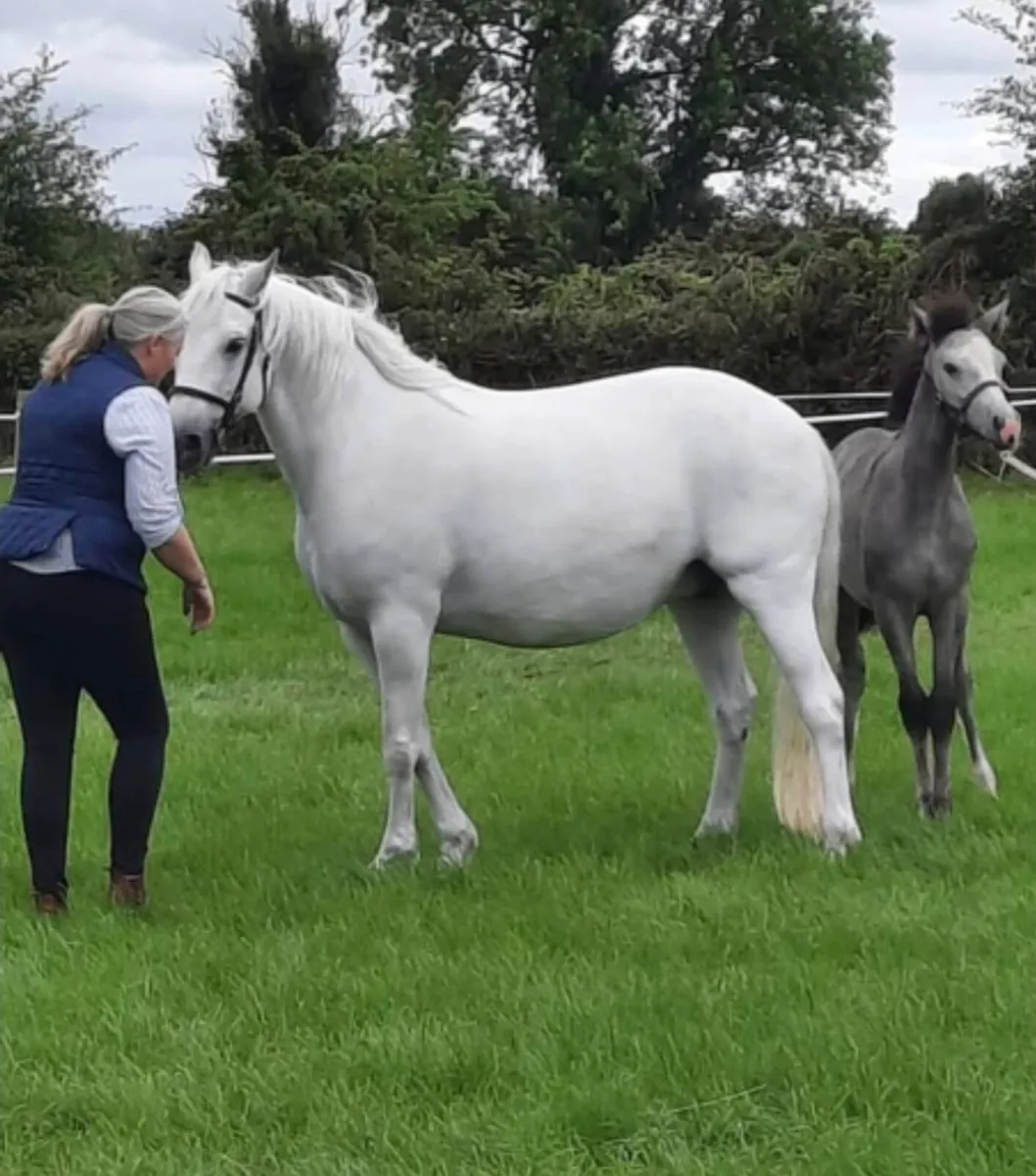 Reg Connemara Mare  and Colt Foal - Image 2