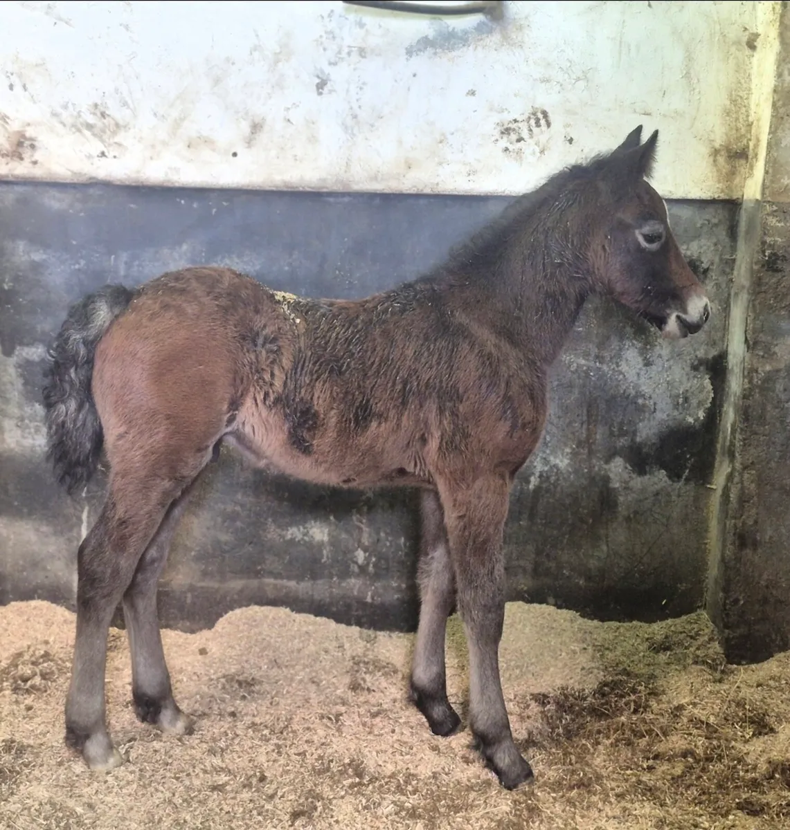 Reg Connemara Mare  and Colt Foal - Image 3