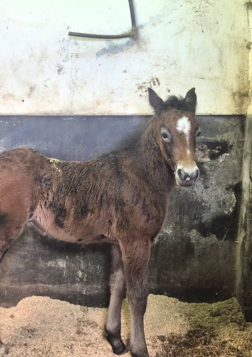 Reg Connemara Mare  and Colt Foal - Image 4