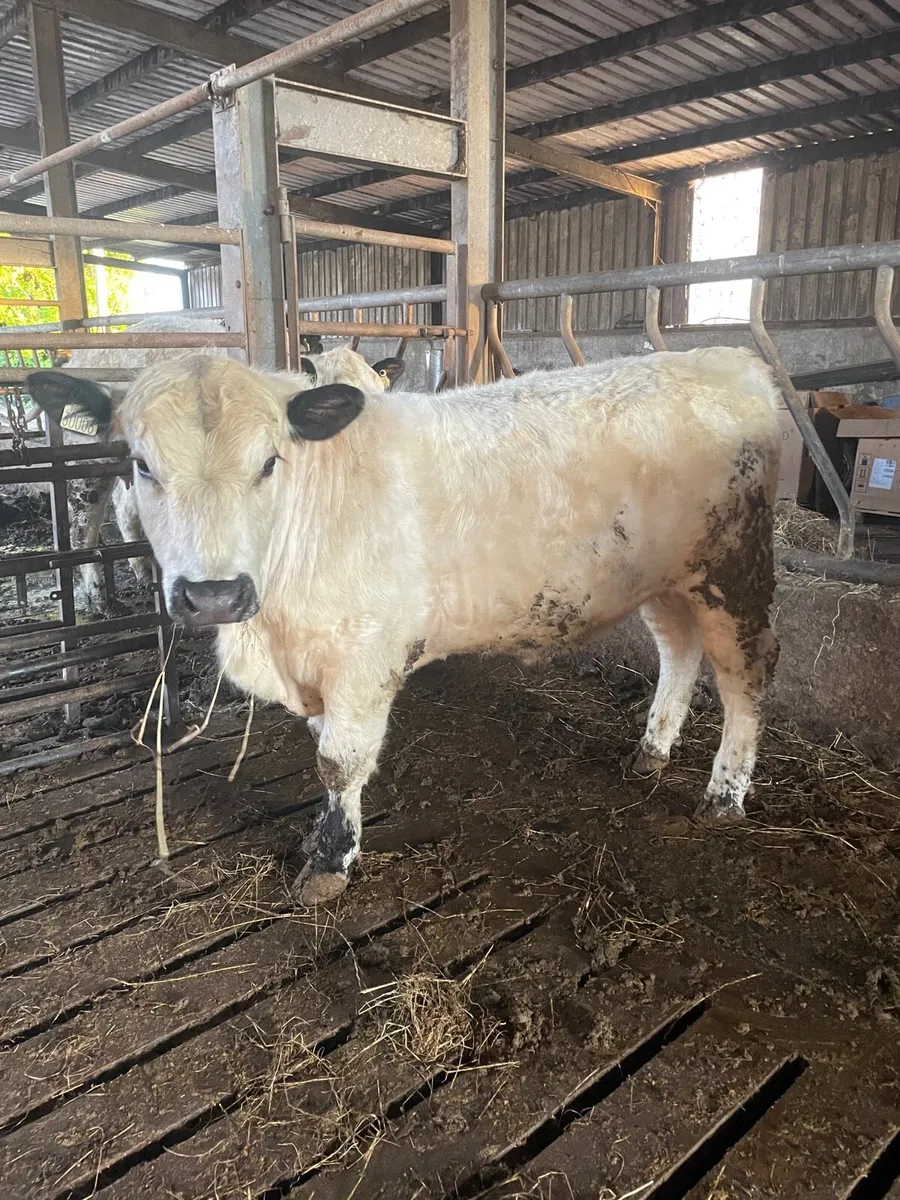 Speckle Park Bull - Image 1
