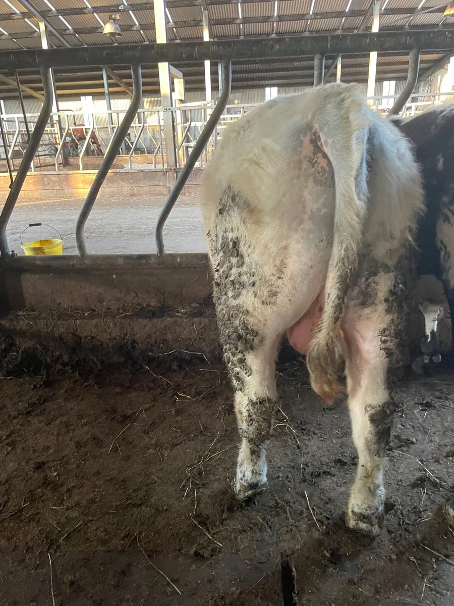 Speckle Park Bull - Image 2