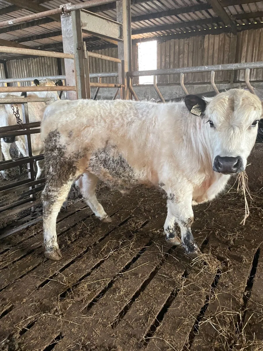 Speckle Park Bull - Image 3
