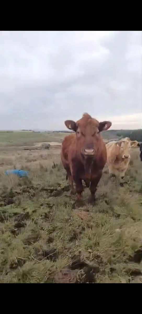 Red Angus Bull and Shorthorn Bull - Image 1
