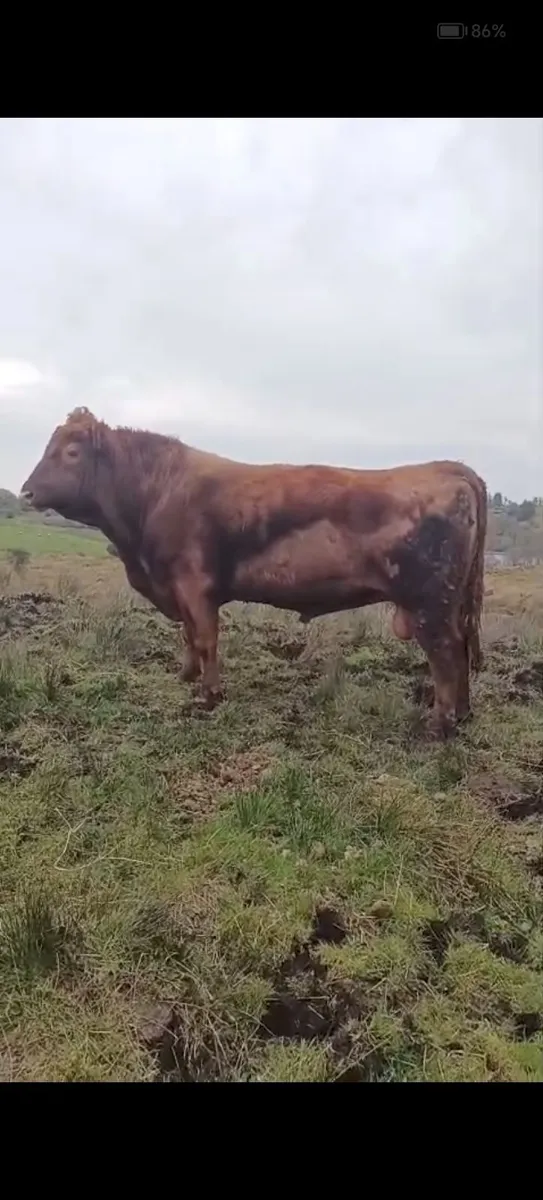 Red Angus Bull and Shorthorn Bull - Image 2
