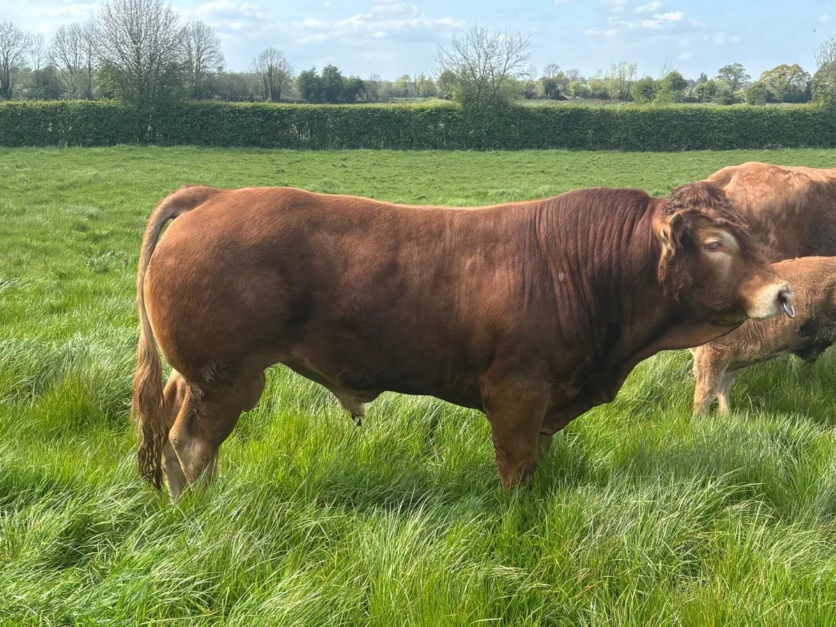 Pedigree Limousin Bull - Image 1