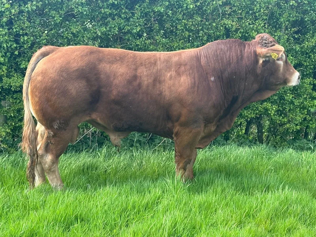 Pedigree Limousin Bull - Image 2