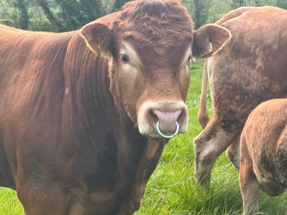 Pedigree Limousin Bull - Image 3