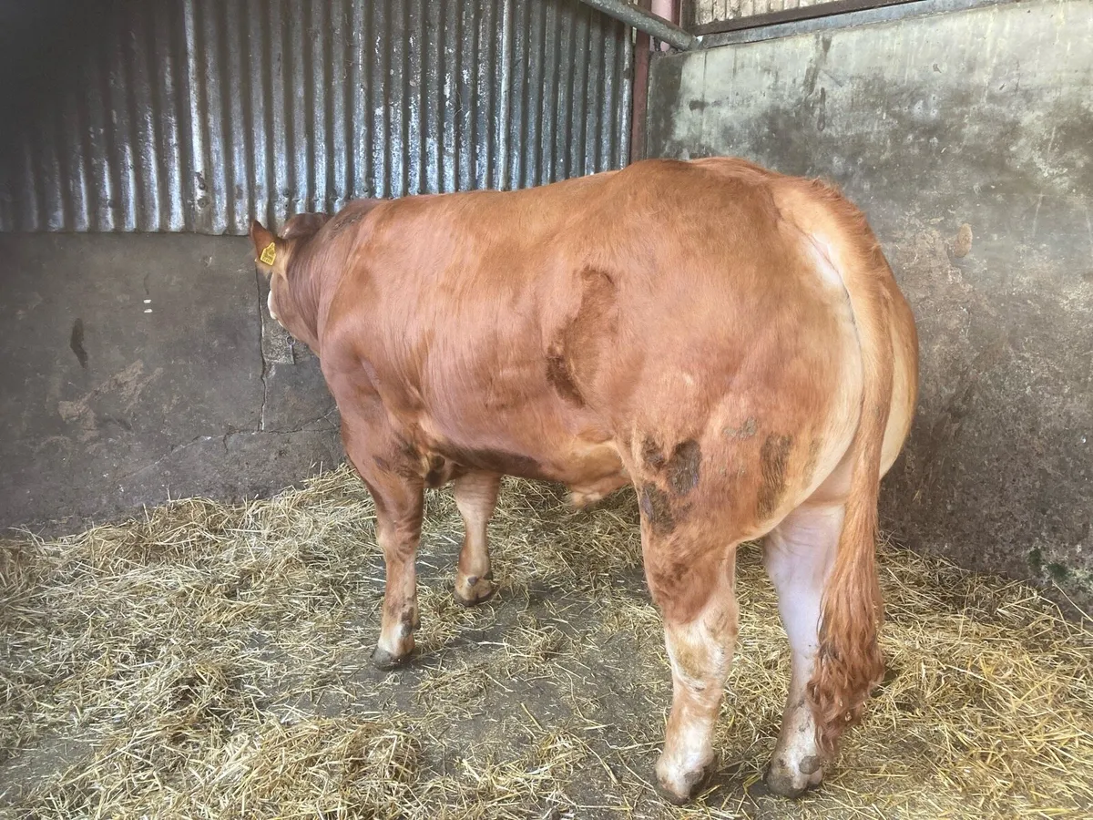 PUREBRED LIMOUSIN BULL - Image 2