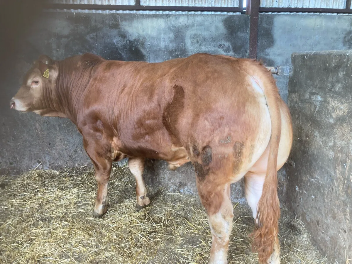 PUREBRED LIMOUSIN BULL - Image 1