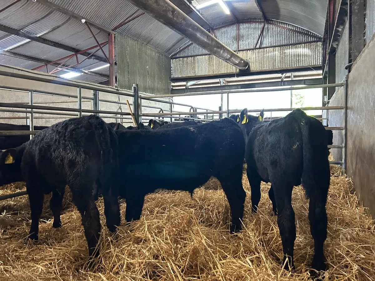 Angus calves - Image 1