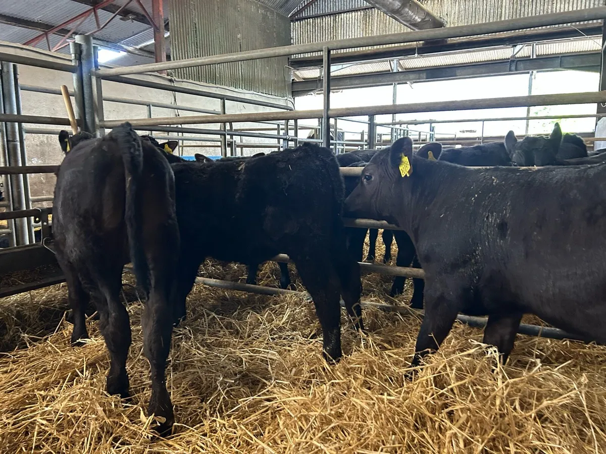 Angus calves - Image 3