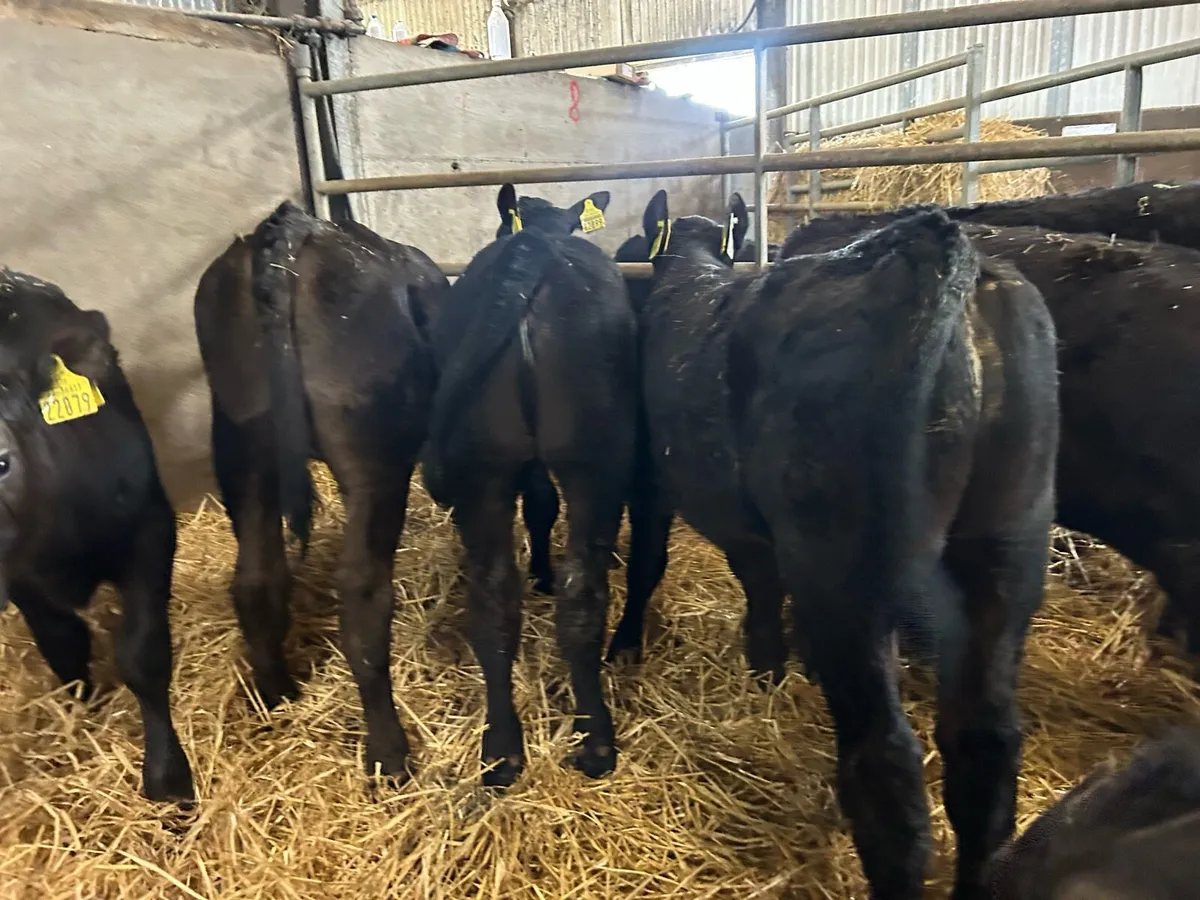 Angus calves - Image 4