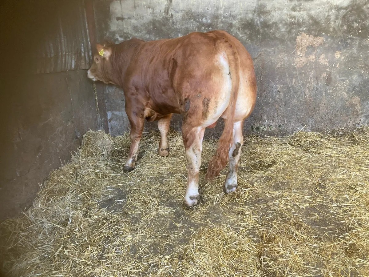 PUREBRED LIMOUSIN BULL - Image 3