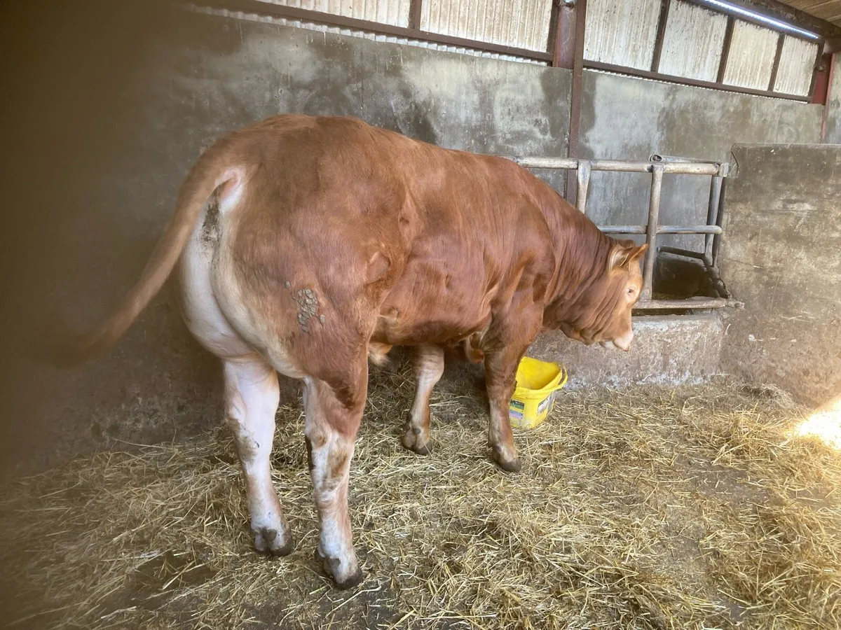 PUREBRED LIMOUSIN BULL - Image 4