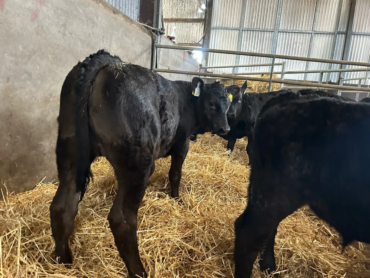 Angus calves - Image 2
