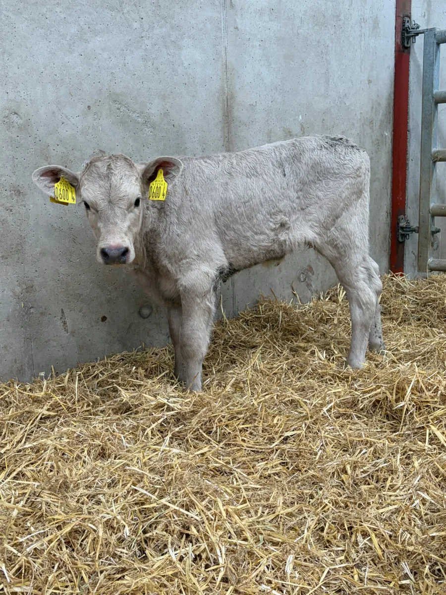 4 Charolais Calves - Image 4