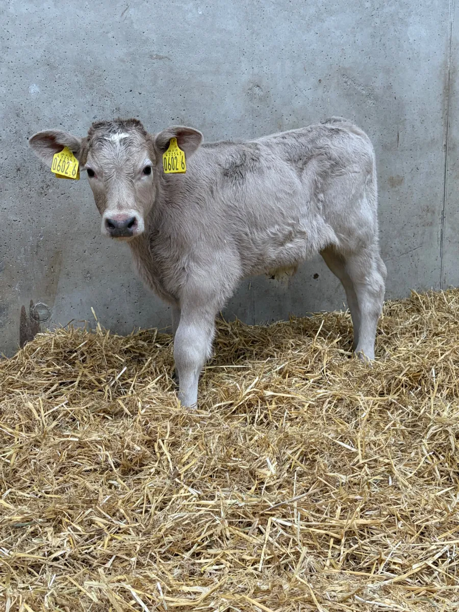 4 Charolais Calves - Image 2