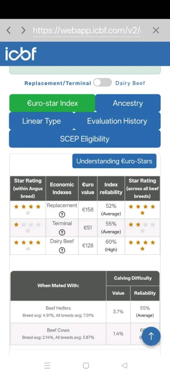 Red Angus Bull - Image 3