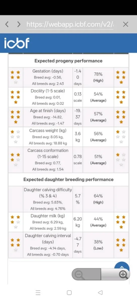 Red Angus Bull - Image 4