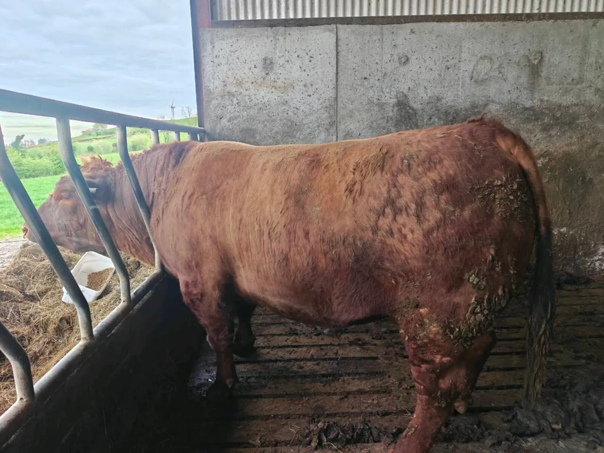 Red Angus Bull - Image 1