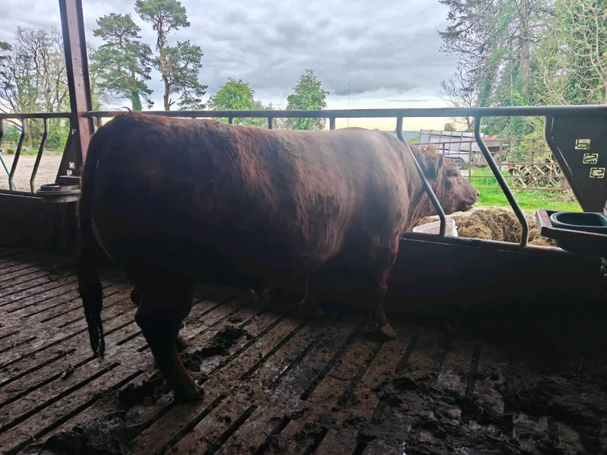 Red Angus Bull - Image 2