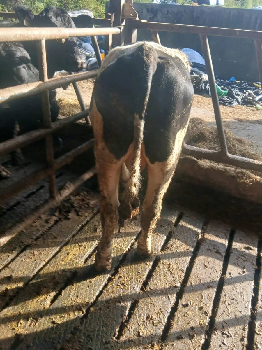 Fresian bulls - Image 1