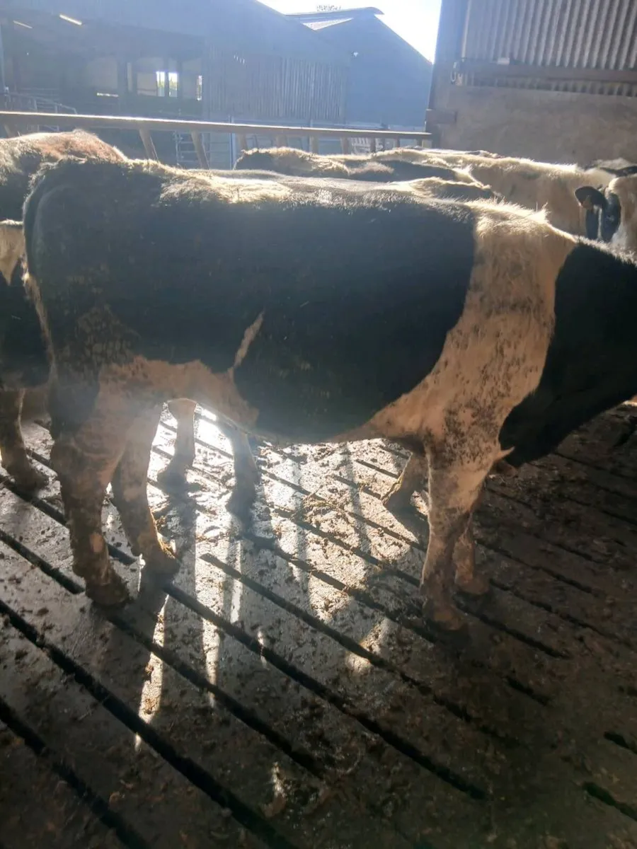 Fresian bulls - Image 2