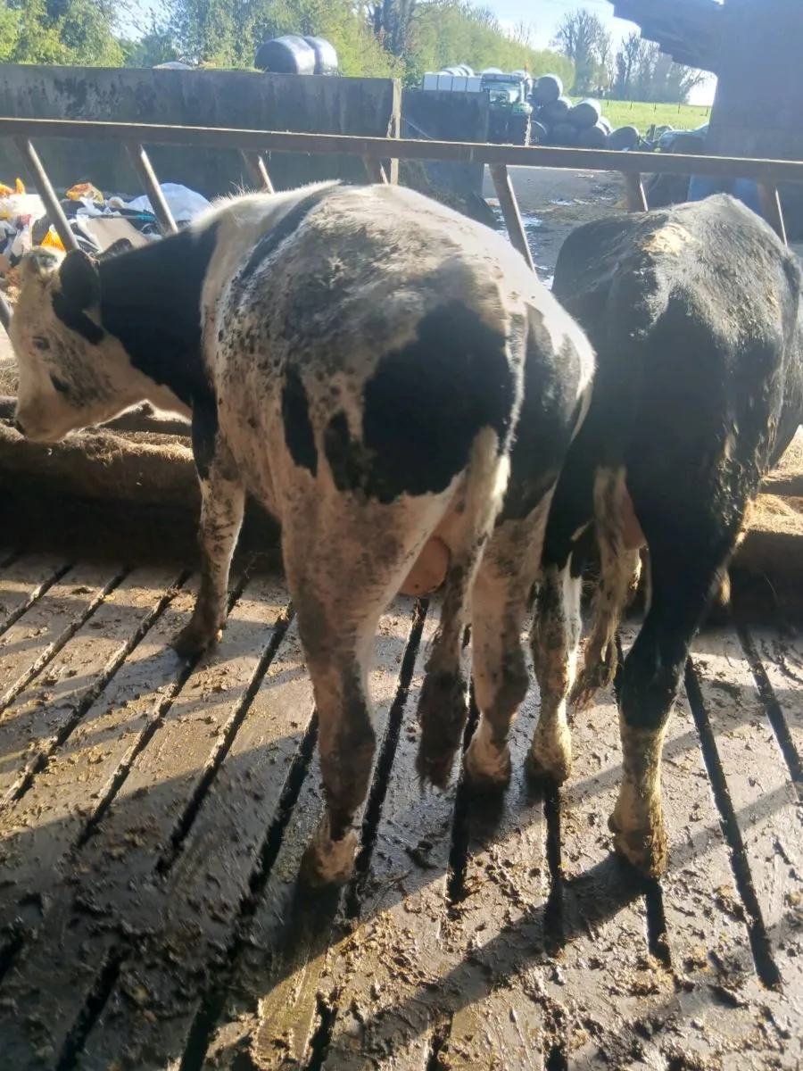 Fresian bulls - Image 3