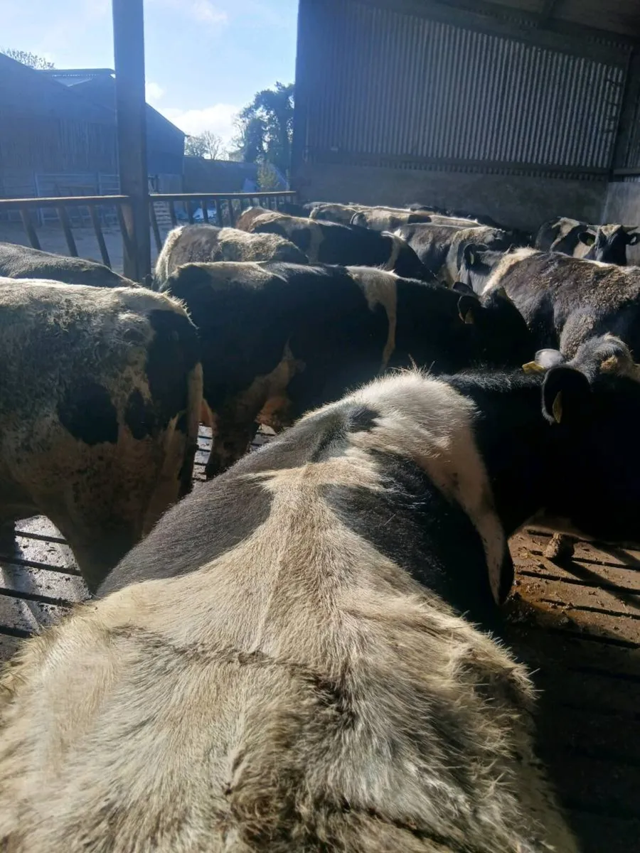 Fresian bulls - Image 4