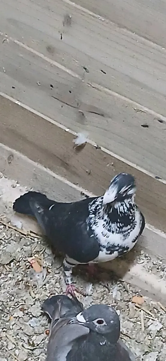 Coloured racing pigeons - Image 1