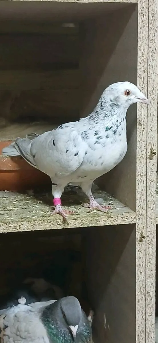 Coloured racing pigeons - Image 2