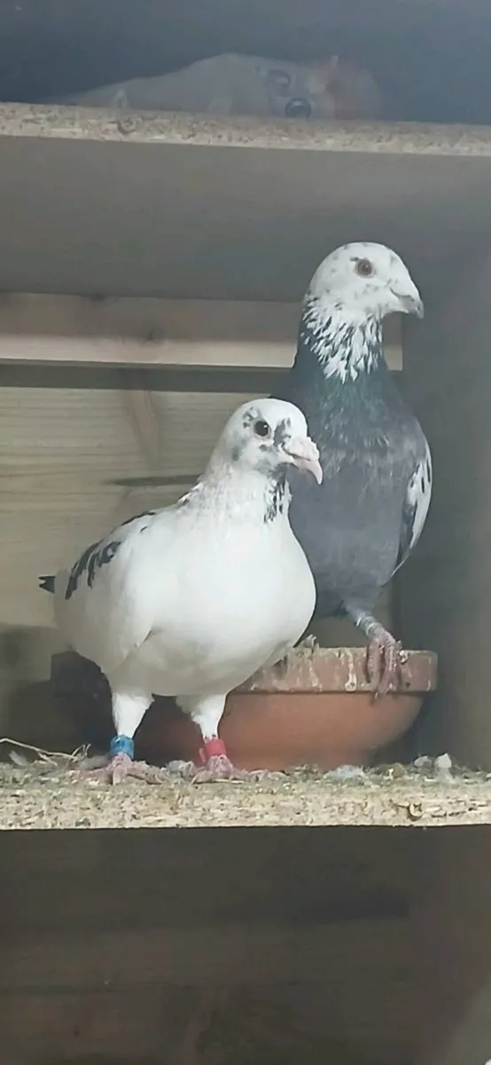 Coloured racing pigeons - Image 3