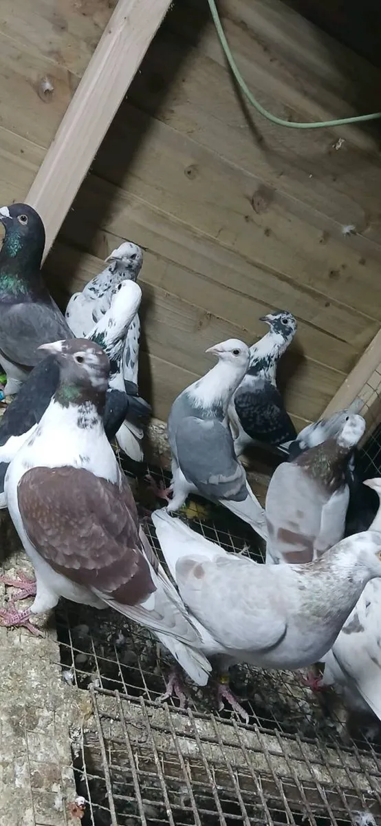 Coloured racing pigeons - Image 4
