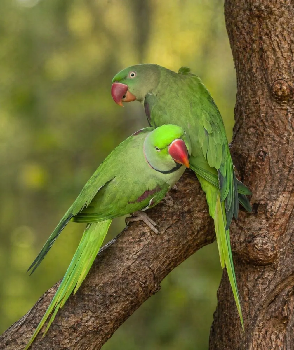Parrots - Image 3
