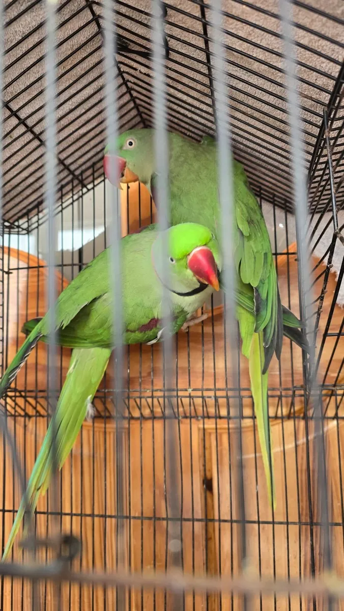 Parrots - Image 1