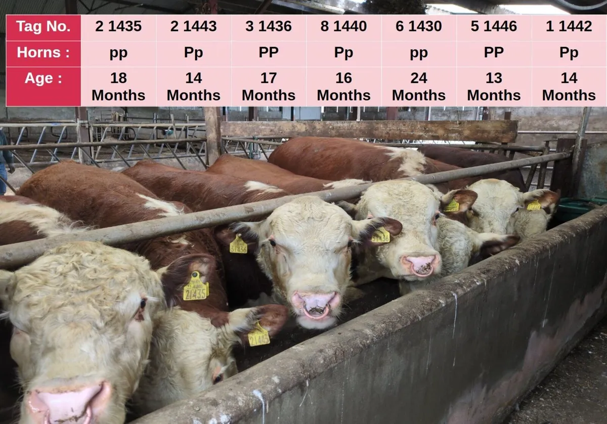 PBR Hereford Bulls (13 to 24 months) - Image 1