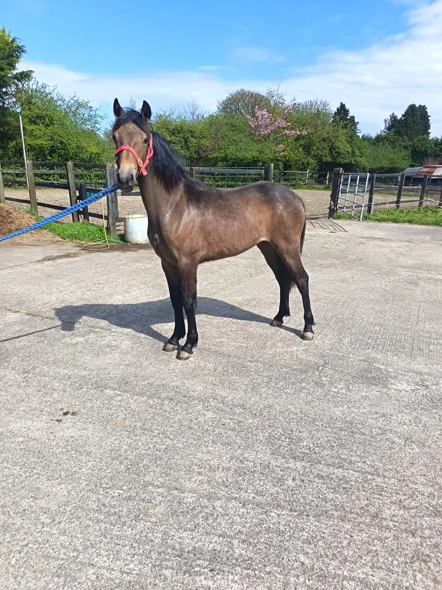 Registered Connemara Yearling Colt - Image 1