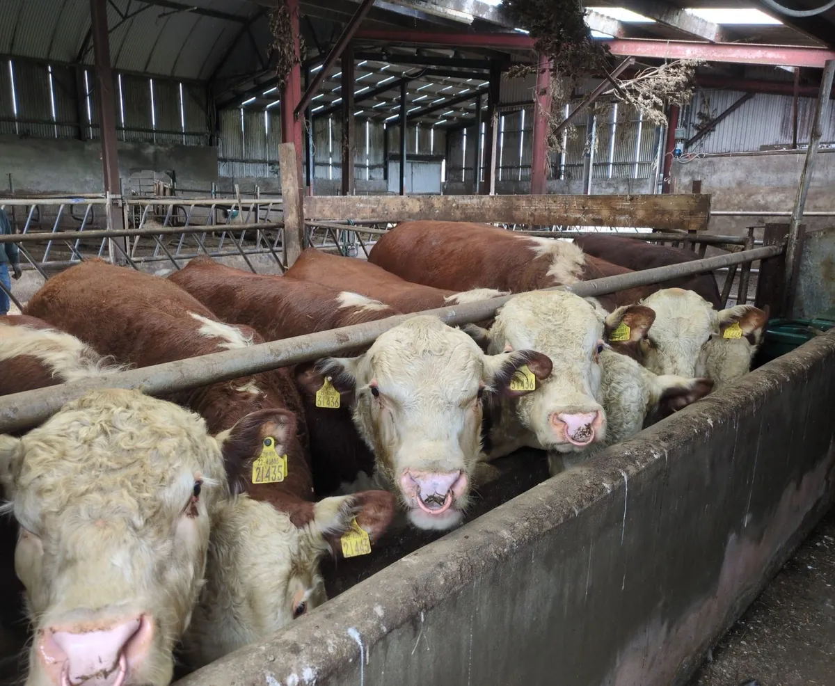 PBR Hereford Bulls (13 to 24 months) - Image 2