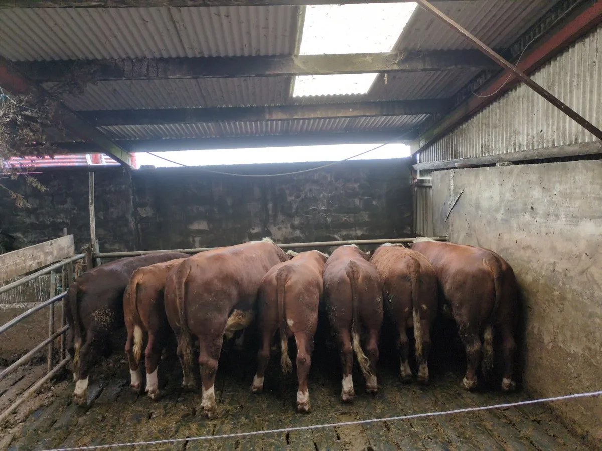 PBR Hereford Bulls (13 to 24 months) - Image 3