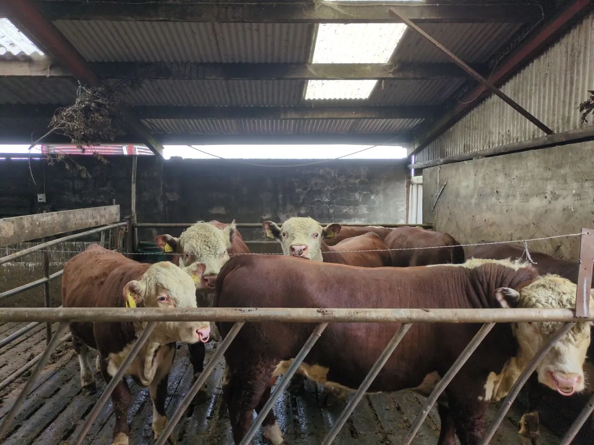 PBR Hereford Bulls (13 to 24 months) - Image 4