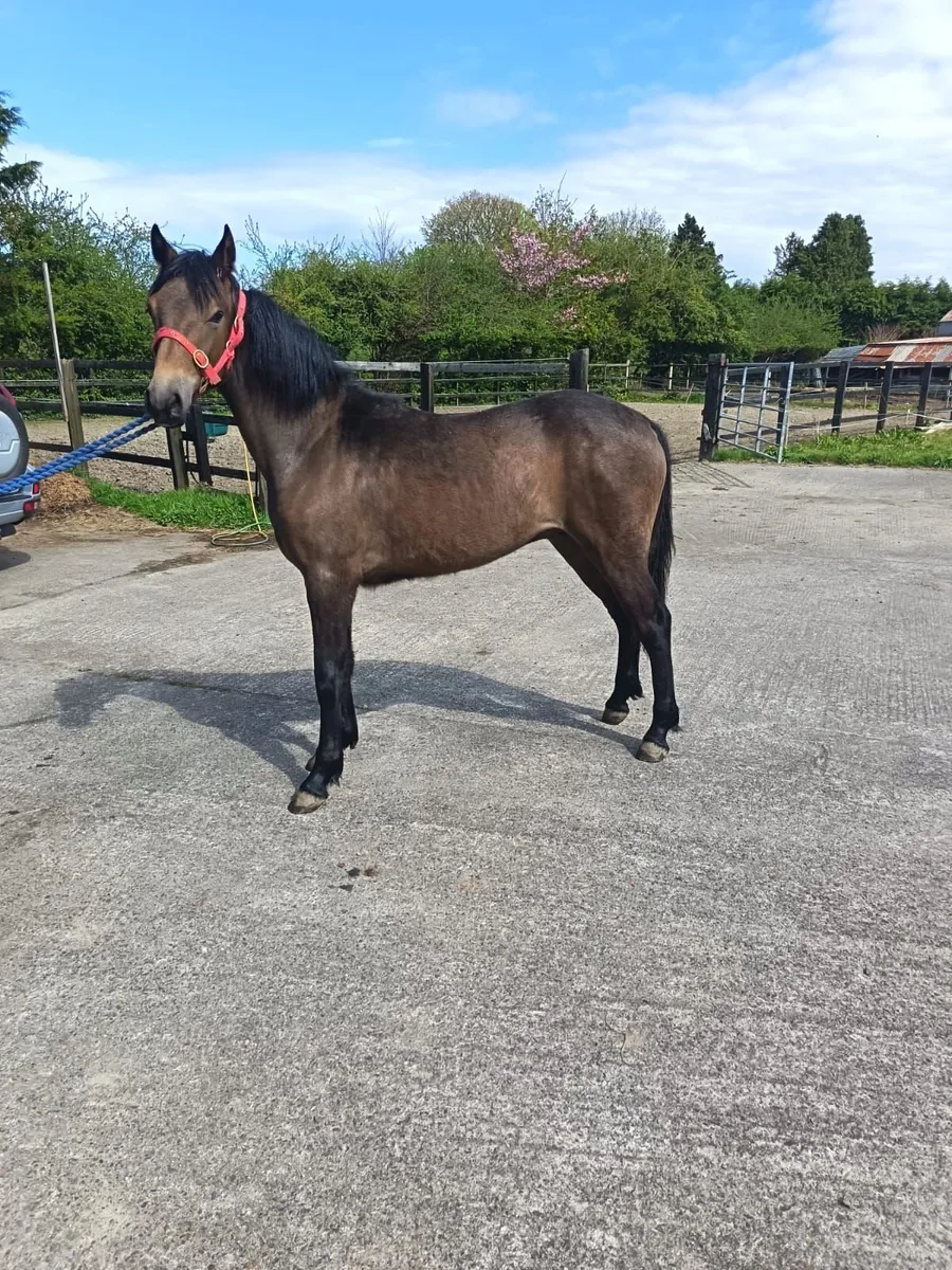 Registered Connemara Yearling Colt - Image 2