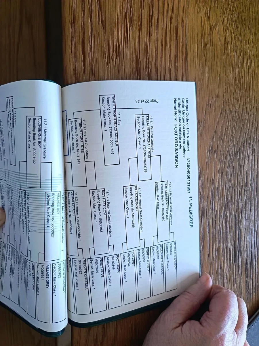 Registered Connemara Yearling Colt - Image 3
