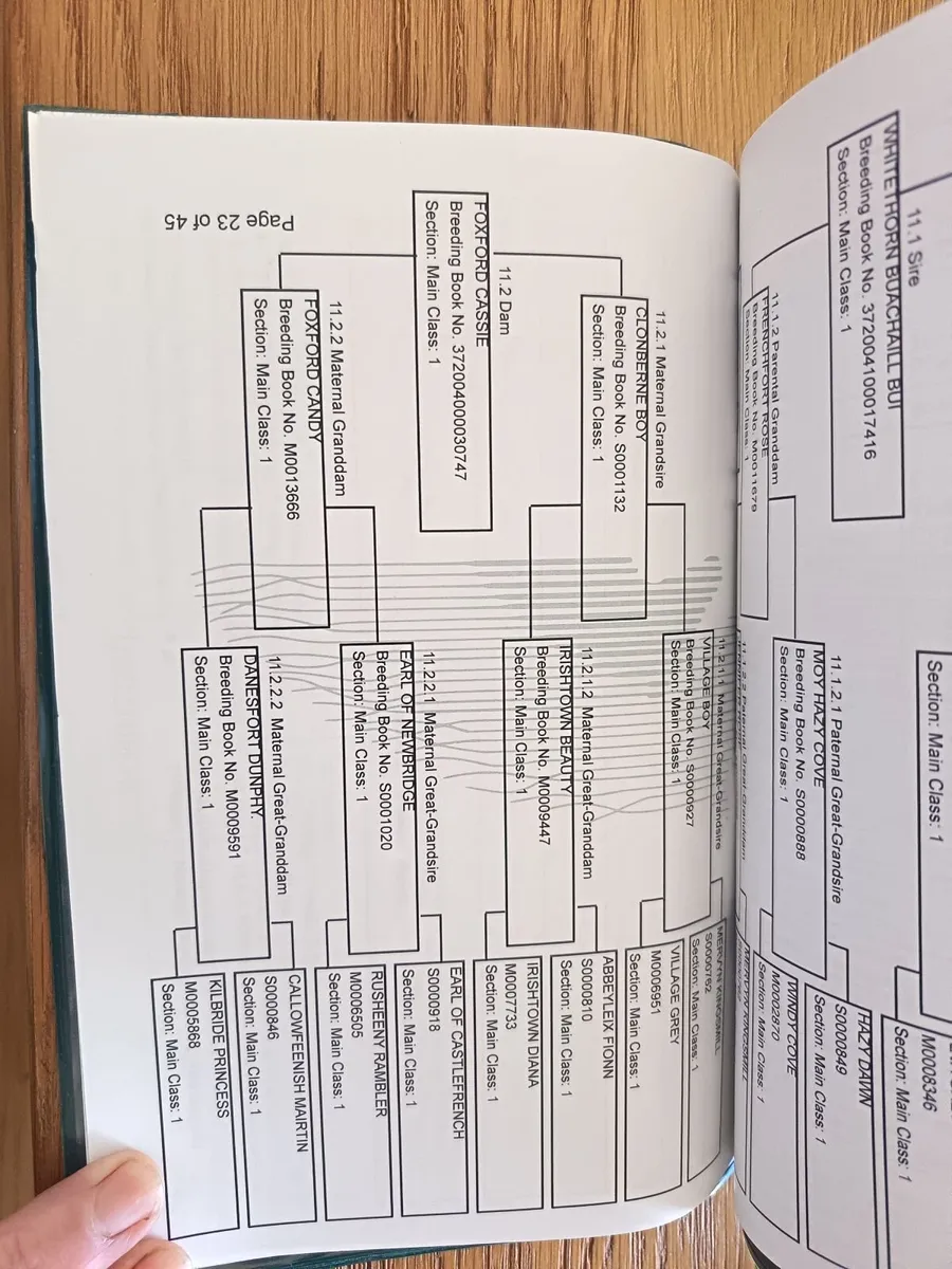 Registered Connemara Yearling Colt - Image 4